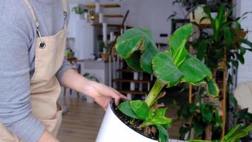 Problems in cultivation of domestic plants Musa Banana - leaves leaves with yellow dry tips, wilted, affected by spider mite, overflow of plant, rotting video