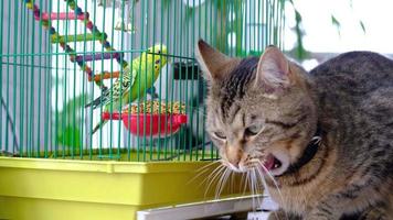 ein inländisch Katze ist Sitzung in der Nähe von ein Käfig mit ein Papagei, Aufpassen ein Vogel, Jagd. behalten Haustiere im Freundschaft und Feindschaft, Stress und Haustier Interaktion