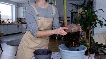 Frau neu bepflanzt ein Kokosnuss Palme Nuss mit ein Klumpen von Erde und Wurzeln im ein Topf beim Zuhause im Innere. Grün Haus, Pflege und Anbau von tropisch Pflanzen video