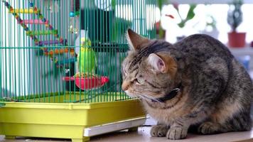 een huiselijk kat is zittend in de buurt een kooi met een papegaai, aan het kijken een vogel, jacht. houden huisdieren in vriendschap en vijandschap, spanning en huisdier wisselwerking video