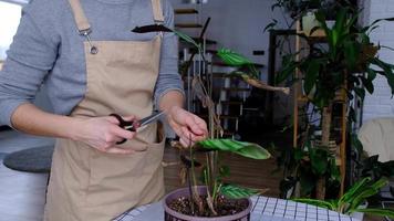 vrouw bezuinigingen de droog bladeren van een fabriek met schaar. problemen in teelt van huiselijk planten - calathea bladeren getroffen door een spin mijt, geel en droog tips, de overloop van de plant, zorg video