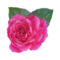 roze roos bloem element png