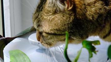 un gato bebidas agua desde un mascota fuente en de cerca. nutrición y agua equilibrar de mascotas, automático bebedor video