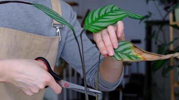 Woman cuts the dried leaves of a plant with scissors. Problems in cultivation of domestic plants - Calathea leaves affected by a spider mite, yellow and dry tips, the overflow of the plant, care