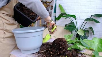 trasplante un hogar planta filodendro monstera deliciosa dentro un nuevo maceta en hogar interior. cuidando para un en conserva planta, manos de cerca video