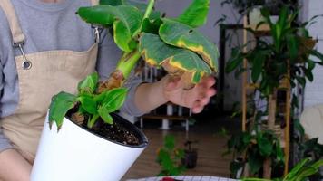 problemas en cultivo de Doméstico plantas musa plátano - hojas hojas con amarillo seco consejos, marchito, afectado por araña Pizca, Desbordamiento de planta, podrido video