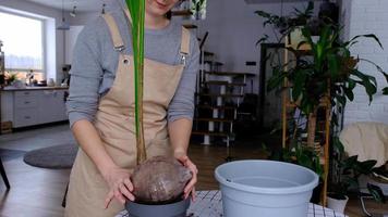 Woman replants a coconut palm nut with a lump of earth and roots in a pot at home in interior. Green house, care and cultivation of tropical plants video