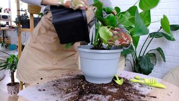 trasplante un hogar planta filodendro monstera deliciosa dentro un nuevo maceta en hogar interior. cuidando para un en conserva planta, manos de cerca video