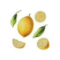 Watercolor branch of fresh ripe lemon with bright green leaves and flowers. Hand drawn citrus painting on white background vector