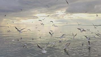 mouettes en volant le long de le plage sur une nuageux journée video