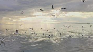 gaivotas vôo ao longo a de praia em uma nublado dia video