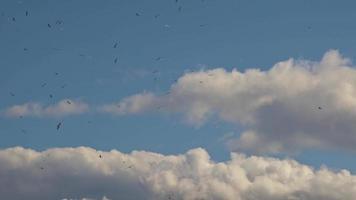 gaivota voando no céu video