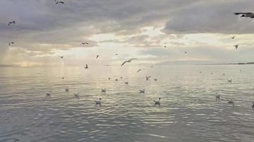 meeuwen vliegend langs de strand Aan een bewolkt dag video