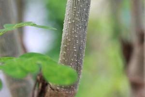 a close up of the Moringa tree plant photo
