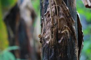 close up detail of banana tree trunk photo