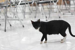 photo of a black cat expression with a bit of white on some parts of its body.