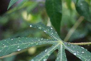 a close up of water droplets on cassava leaves after being exposed to rain. natural photo concept.