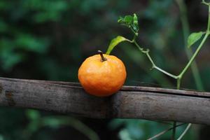 a close up of mini citrus fruits placed on bamboo sticks with trees in the background. fruit photo concept.