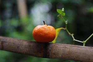 un cerca arriba de mini agrios frutas metido en bambú palos con arboles en el antecedentes. Fruta foto concepto.