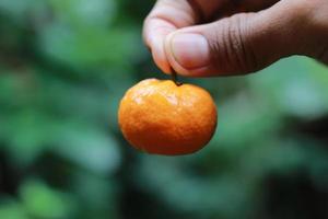 a close up of hand-held miniature citrus fruits with trees in the background. fruit photo concept.