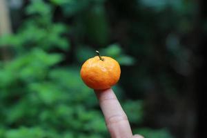 a close up of mini citrus fruits placed on fingertips with trees in the background. fruit photo concept.