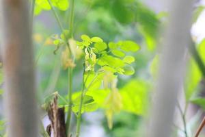 a close up of the Moringa tree plant photo