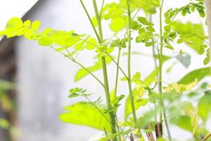 un cerca arriba de el moringa árbol planta foto