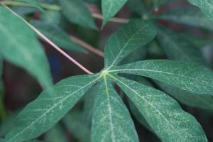 a close up of cassava leaves photo