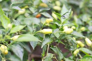 a close up of chillies still on the tree photo