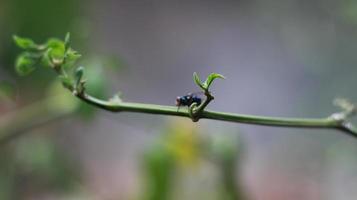 close-up of a fly perched on a plant stem photo