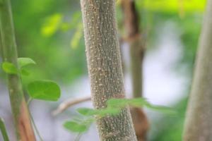 a close up of the Moringa tree plant photo
