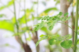 a close up of the Moringa tree plant photo