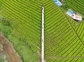 Aerial view of beautifully patterned tea fields. Natural landscape photo concept.