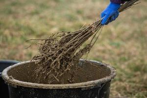 A row of seedlings in black plastic containers with one of them being planted in the ground. A small tree is being planted in a pile of soil. photo