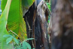 close up detail of banana tree trunk photo