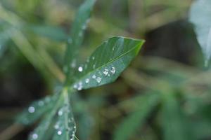 a close up of water droplets on cassava leaves after being exposed to rain. natural photo concept.