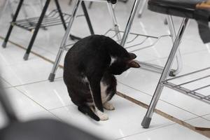 photo of a black cat expression with a bit of white on some parts of its body.