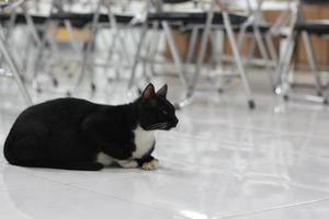 photo of a black cat expression with a bit of white on some parts of its body.
