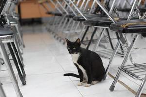 photo of a black cat expression with a bit of white on some parts of its body.