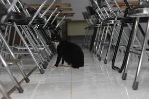 photo of a black cat expression with a bit of white on some parts of its body.