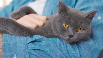 Cute cat. Scottish Fold cat. Gray Scottish Fold cat lies next to its owner and widens amber eyes. video