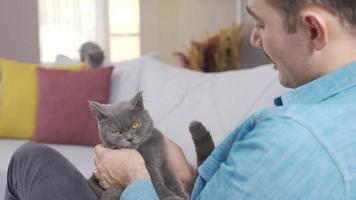 The man holds a gray cat in his arms and caresses it, loves it. The British cat looks at its owner and its surroundings with copper-colored eyes. video
