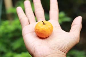 a close up of mini citrus fruits resting on a palm with trees in the background. fruit photo concept.