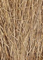 Full frame texture of dry grass. Dry sedge after winter on the banks of the swamp. Brown, beige, cream, light yellow colors nature background with place for text. Vertical lines image. photo