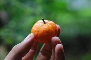 a close up of hand-held miniature citrus fruits with trees in the background. fruit photo concept.