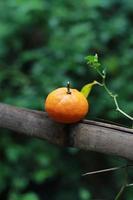 a close up of mini citrus fruits placed on bamboo sticks with trees in the background. fruit photo concept.