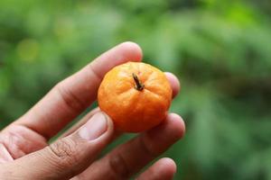 a close up of hand-held miniature citrus fruits with trees in the background. fruit photo concept.