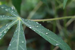 a close up of water droplets on cassava leaves after being exposed to rain. natural photo concept.