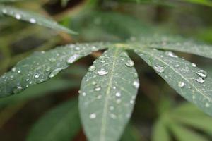 a close up of water droplets on cassava leaves after being exposed to rain. natural photo concept.