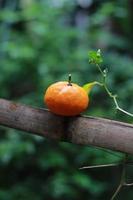 a close up of mini citrus fruits placed on bamboo sticks with trees in the background. fruit photo concept.